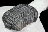 Detailed Austerops & Gerastos Trilobite Association #76981-6